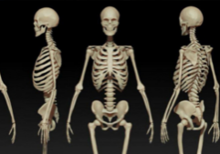 skeletons